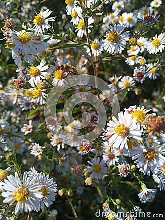 AsterÂ species are used as food plants Stock Photo